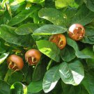 Showy Medlar, Mespilus germanica, Tree Seeds (Edible, Fall Color, Hardy)