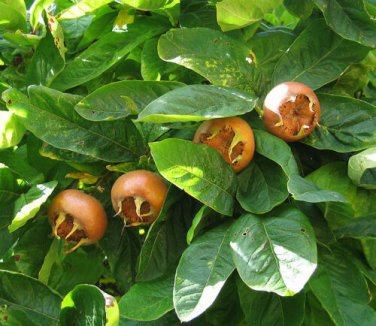 Showy Medlar, Mespilus germanica, Tree Seeds (Edible, Fall Color, Hardy)