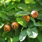 Showy Medlar, Mespilus germanica, Tree Seeds (Edible, Fall Color, Hardy)