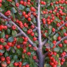 Rockspray Cotoneaster, Cotoneaster horizontalis, Seeds (Hardy Showy Fall Color)