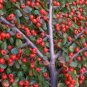 Rockspray Cotoneaster, Cotoneaster horizontalis, Seeds (Hardy Showy Fall Color)