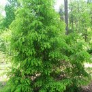 Chinese Hemlock, Tsuga chinensis, Tree Seeds (Hardy Evergreen)