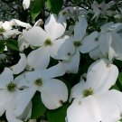 White Flowering Dogwood, Cornus florida, Tree Seeds (Showy, Fall Color, Hardy)