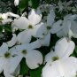 White Flowering Dogwood, Cornus florida, Tree Seeds (Showy, Fall Color, Hardy)