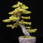 Japanese Larch, Larix leptolepis, (Larix kaempferi) Tree Seeds, (Fall Color)
