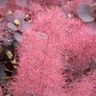 Purple Smoketree, Cotinus coggygria atropurpurea, Seeds (Fast Showy, Fall Color)