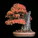 Trident Maple, Acer buergerianum, Tree Seeds (Fall Color, Hardy, Bonsai)
