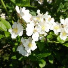 White Rugosa Rose, Rosa rugosa albiflora, Shrub Seeds (Fast, Hardy, Fragrant)