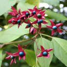 Harlequin Glorybower, Clerodendron trichotomum, Tree Seeds (Fragrant, Showy)
