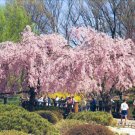Weeping Higan Cherry, Prunus subhirtella pendula, Tree Seeds (Fast, Showy)