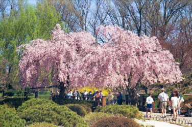Weeping Higan Cherry, Prunus subhirtella pendula, Tree Seeds (Fast, Showy)