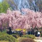 Weeping Higan Cherry, Prunus subhirtella pendula, Tree Seeds (Fast, Showy)