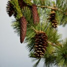 Western White Pine, Pinus monticola, Tree Seeds (Fast, Hardy, Fragrant, Bonsai)