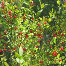 Red Huckleberry, Vaccinium Parvifolium, Shrub Seeds (Edible, Fall Color, Hardy)