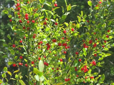 Red Huckleberry, Vaccinium Parvifolium, Shrub Seeds (Edible, Fall Color, Hardy)