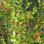 Red Huckleberry, Vaccinium Parvifolium, Shrub Seeds (Edible, Fall Color, Hardy)