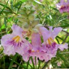 Desert Willow, Chilopsis linearis, Tree Seeds (Fast, Showy, Fragrant)