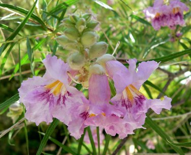 Desert Willow, Chilopsis linearis, Tree Seeds (Fast, Showy, Fragrant)