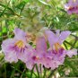 Desert Willow, Chilopsis linearis, Tree Seeds (Fast, Showy, Fragrant)