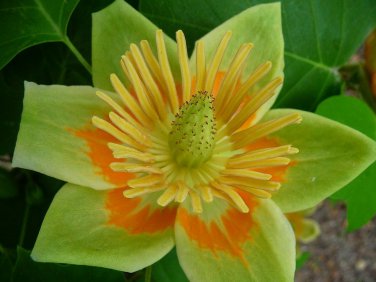 Tulip Tree, Liriodendron tulipifera, Tree Seeds (Fast, Showy Fall Color, Hardy)