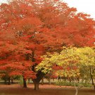 Japanese Zelkova, Zelkova serrata, Tree Seeds (Fast, Hardy, Fall Colors)