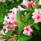 Weigela florida, Shrub Seeds (Fast, Showy, Hardy, Hummingbirds)