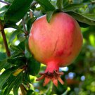 Pomegranate, Punica granatum, Tree/Shrub Seeds (Fast, Edible, Showy)