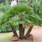 European Fan Palm, Chamaerops humilis, Tree Seeds (Evergreen, Fast, Showy)