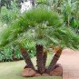 European Fan Palm, Chamaerops humilis, Tree Seeds (Evergreen, Fast, Showy)