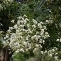 Japanese Pagoda, Sophora japonica, Tree Seeds (Fast, Showy, Fragrant, Bonsai)