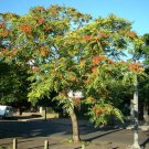 Tree of Heaven, Ailanthus altissima, Tree Seeds (Hardy, Fast, Bonsai)