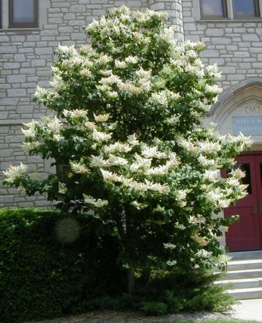 Japanese Tree Lilac, Syringa reticulata, Tree Seeds (Fast, Fragrant, Hardy)