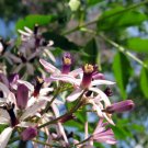 Chinaberry, Melia azedarach, Tree Seeds (Fast, Showy, Fragrant)
