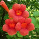 Trumpet Creeper, Campsis radicans, Vine Seeds (Fast, Showy, Hummingbirds, Hardy)