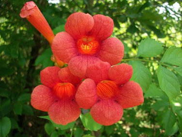 Trumpet Creeper, Campsis radicans, Vine Seeds (Fast, Showy, Hummingbirds, Hardy)