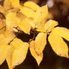 European Hornbeam, Carpinus betulus, Tree Seeds (Fall Color, Bonsai, Topiary)