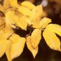 European Hornbeam, Carpinus betulus, Tree Seeds (Fall Color, Bonsai, Topiary)