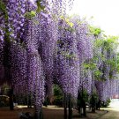 Blue Chinese Wisteria Vine, Wisteria sinensis, Seeds (Fast, Showy, Hardy)