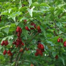 Cornelian Cherry Dogwood, Cornus mas, Tree Seeds (Edible, Hardy, Showy)