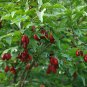 Cornelian Cherry Dogwood, Cornus mas, Tree Seeds (Edible, Hardy, Showy)