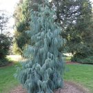 Kashmir Cypress, Cupressus cashmeriana, Tree Seeds (Fragrant Weeping Evergreen)
