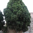Italian Cypress, Cupressus sempervirens, Tree Seeds (Fast, Evergreen)