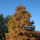 Bald Cypress, Taxodium distichum, Tree Seeds (Fast, Fall Colors, Hardy)
