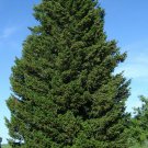 Green Douglas Fir, Pseudotsuga menziesii viridis, Tree Seeds (Fragrant Evergreen