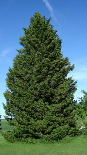 Green Douglas Fir, Pseudotsuga menziesii viridis, Tree Seeds (Fragrant Evergreen