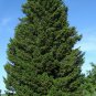 Green Douglas Fir, Pseudotsuga menziesii viridis, Tree Seeds (Fragrant Evergreen