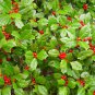 American Holly, Ilex opaca, Tree Seeds (Fragrant, Showy, Hardy Evergreen)