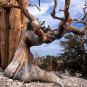 Bristlecone Pine, Pinus aristata, Tree Seeds (Hardy Evergreen, Bonsai)