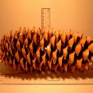 Sugar Pine, (King of Pines), Pinus lambertiana, Tree Seeds (Fragrant Evergreen)
