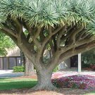 Dragon Tree, Dracaena draco, Tree Seeds (Showy Evergreen)